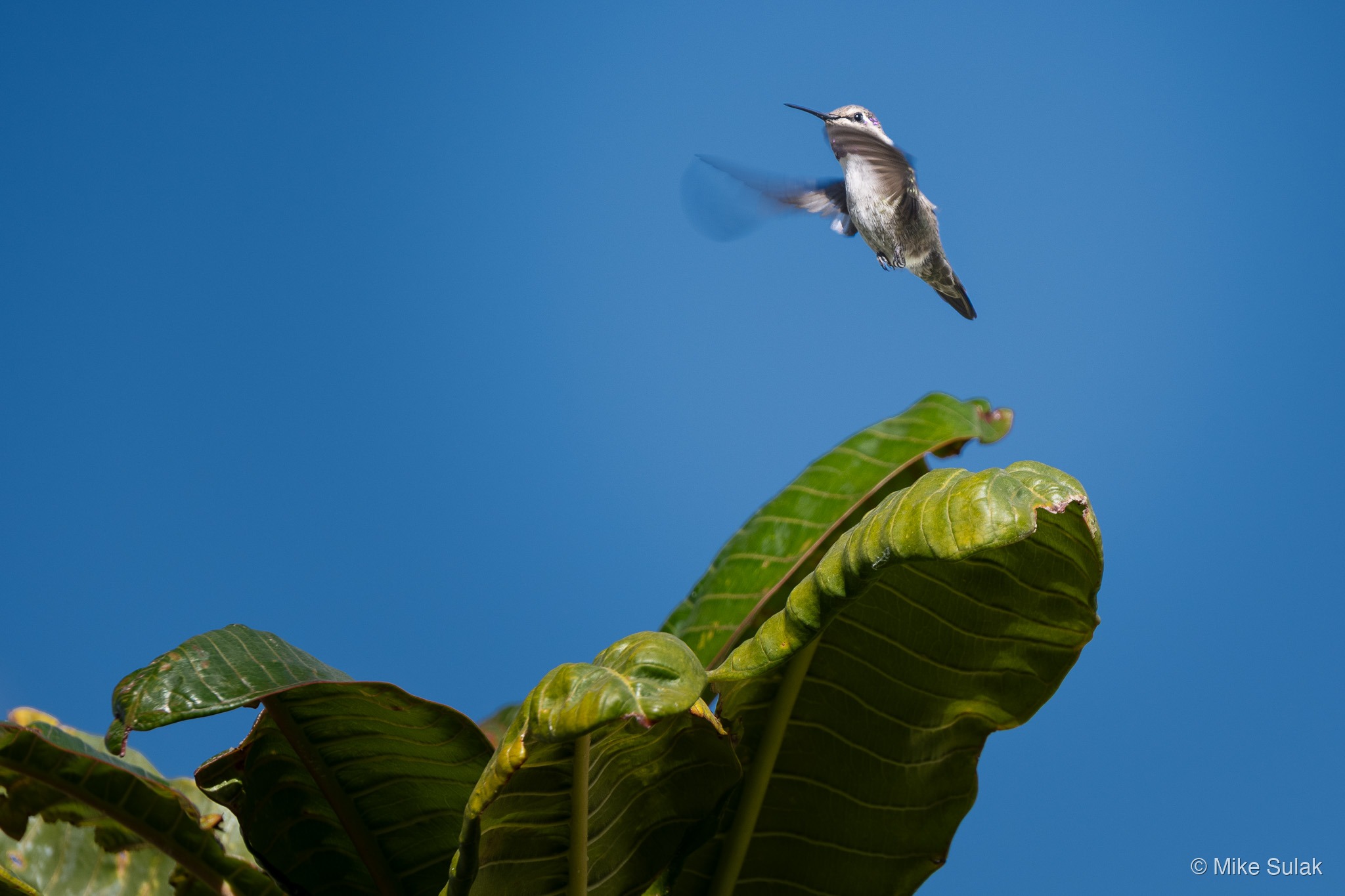 Hummingbird hovering above large tropical leaves