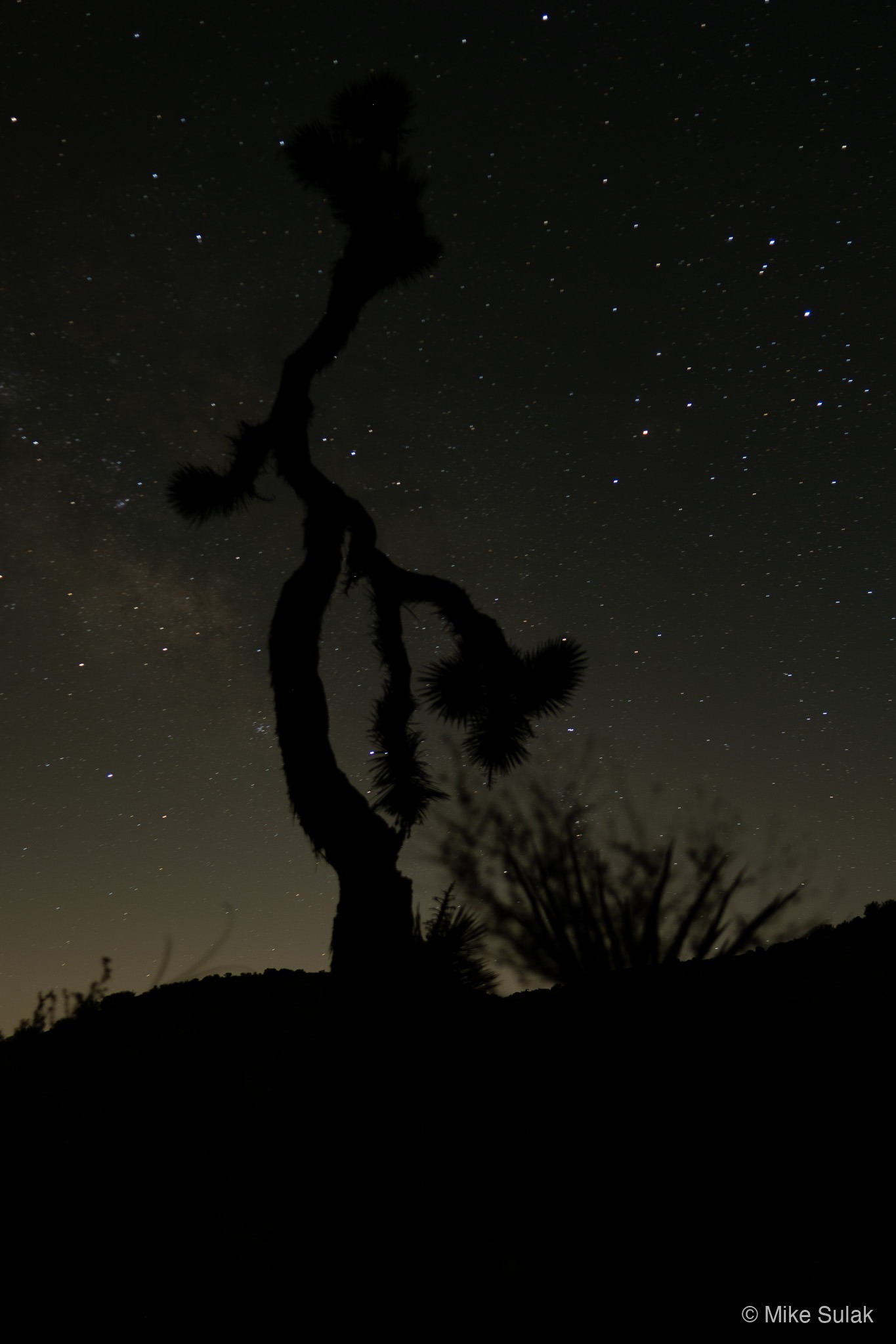 Joshua tree silhouette against a night sky dense with stars
