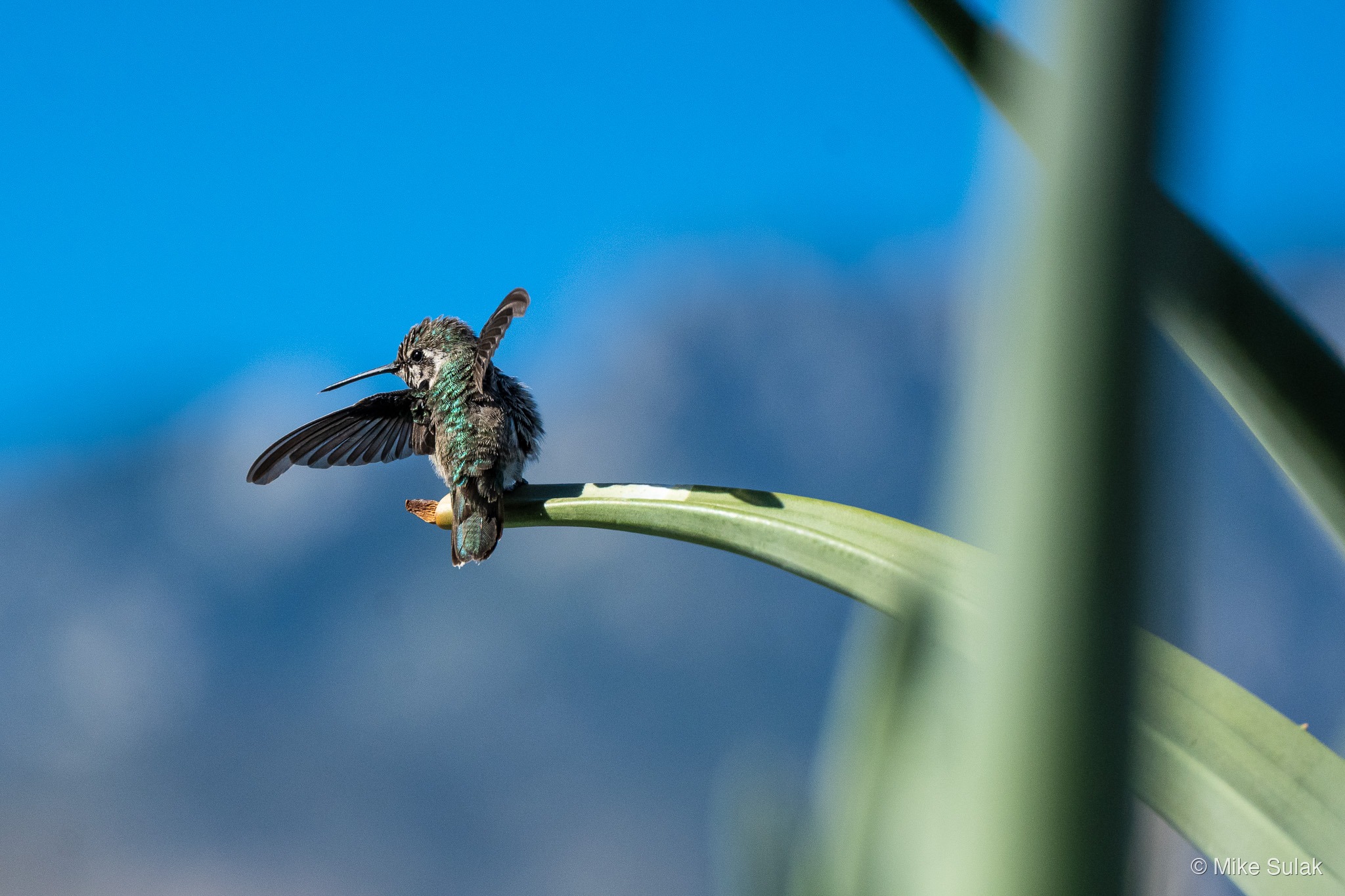 Hummingbird perched on an agave leaf