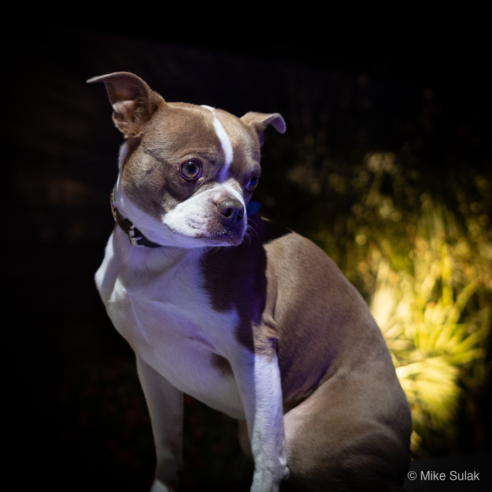 Close-up portrait of a Boston Terrier